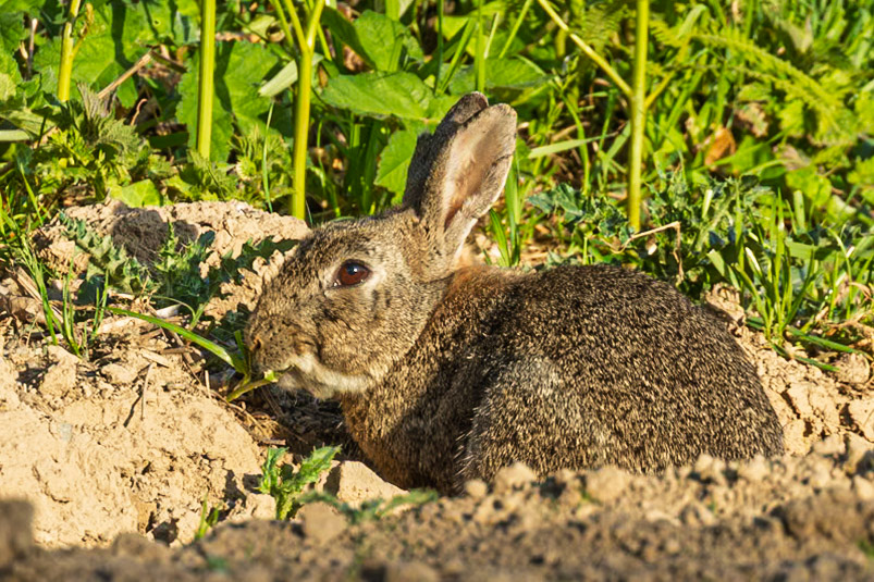 A rabbit nibbling on some grasses along the hedgerows.