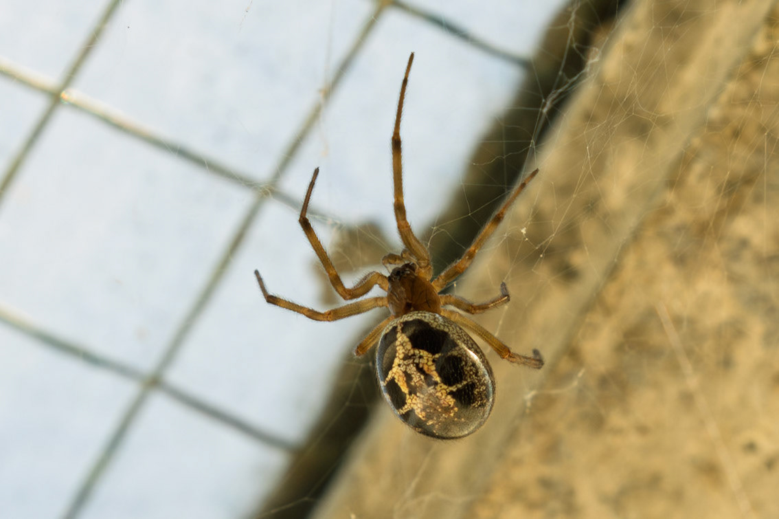 While the spiders may not be quite as dangerous as the notorious black widow spider, which they are sometimes mistaken for, the bite of a false widow can be quite serious.