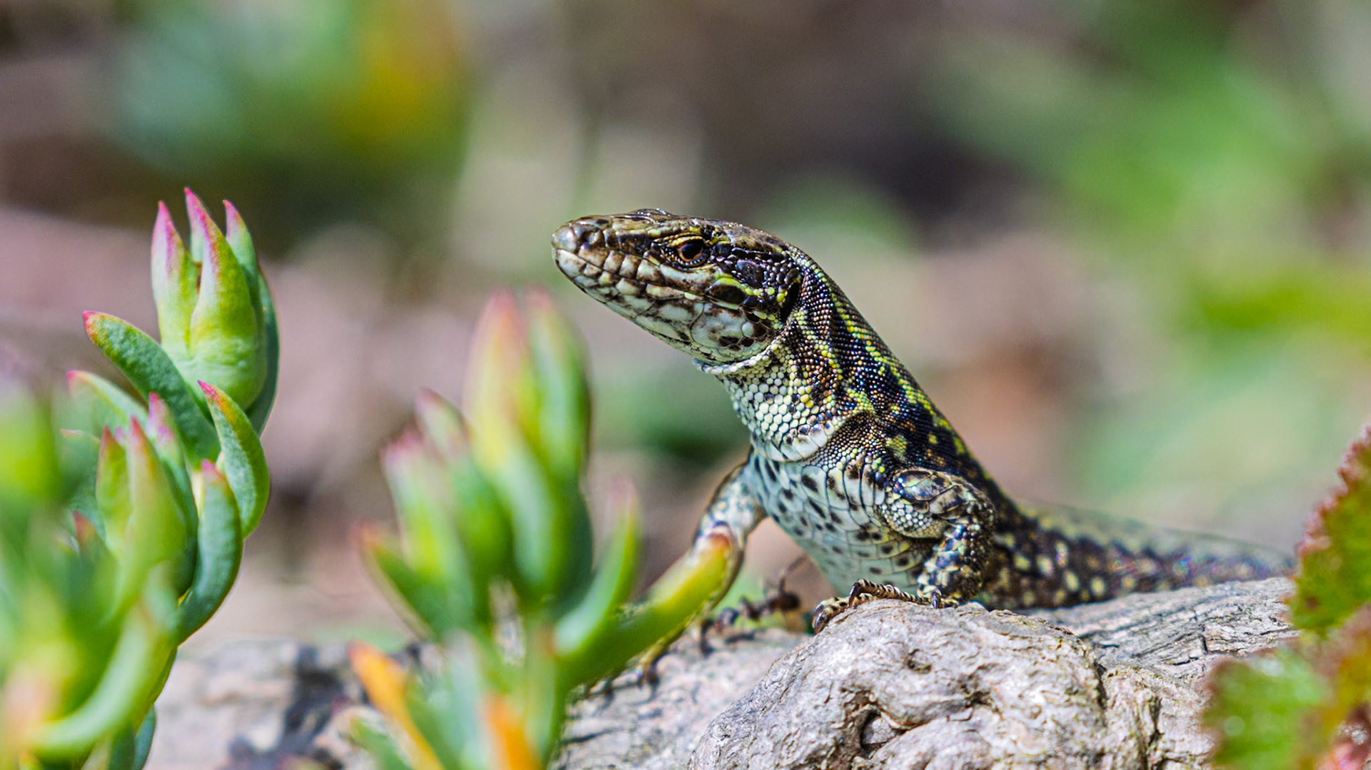 A wall lizard in the Lower Ward of Mont Orgueil castle.