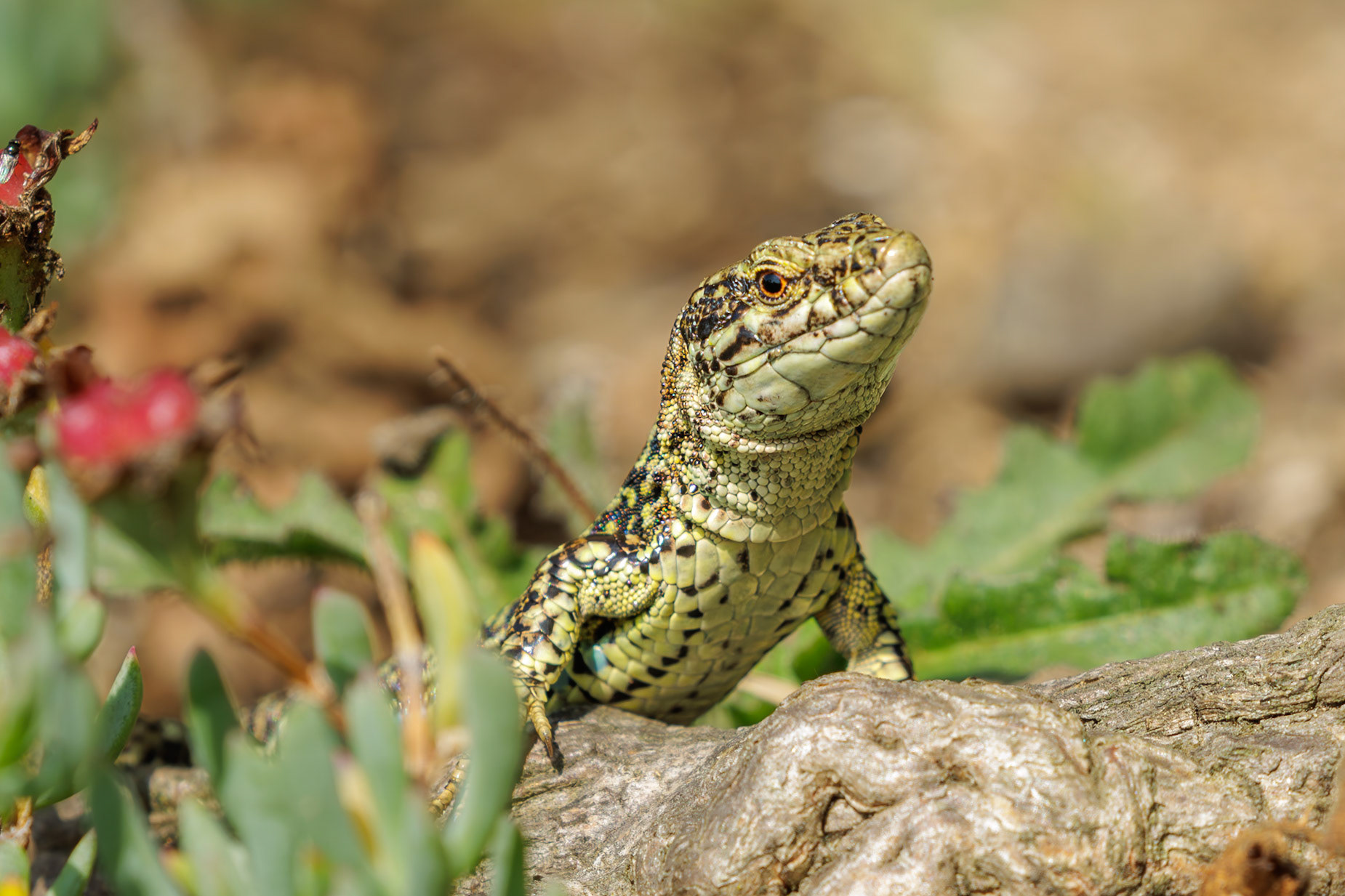 A wall lizard in the Lower Ward of Mont Orgueil castle.
