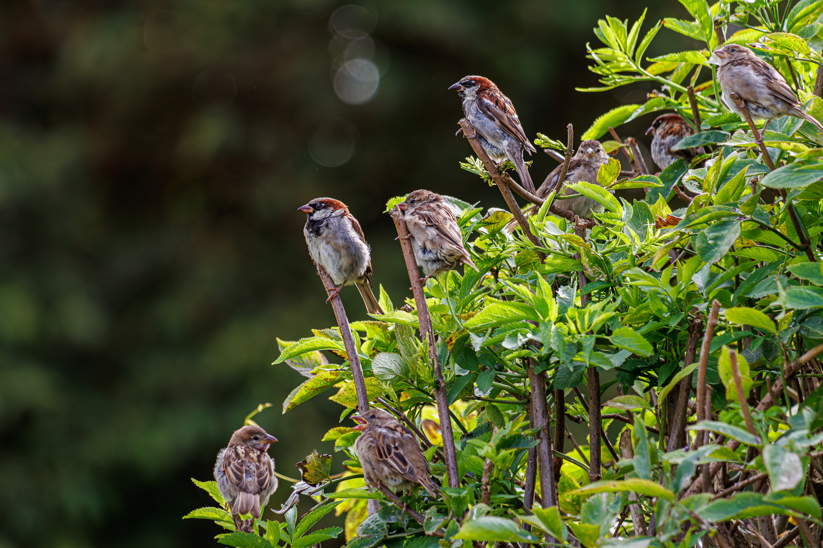 Sparrows waiting for food.