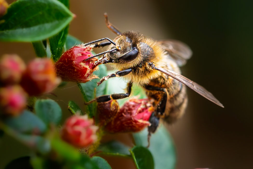 Simply a bee going about doing what the bees do.