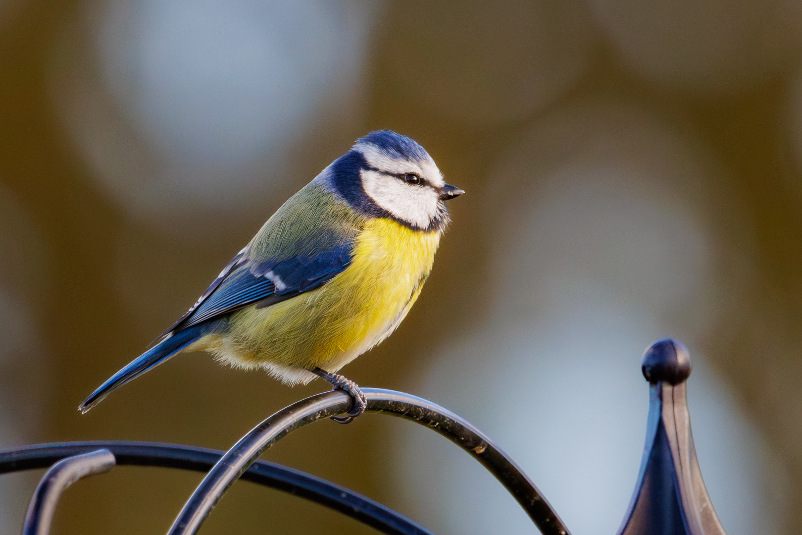Blue Tit