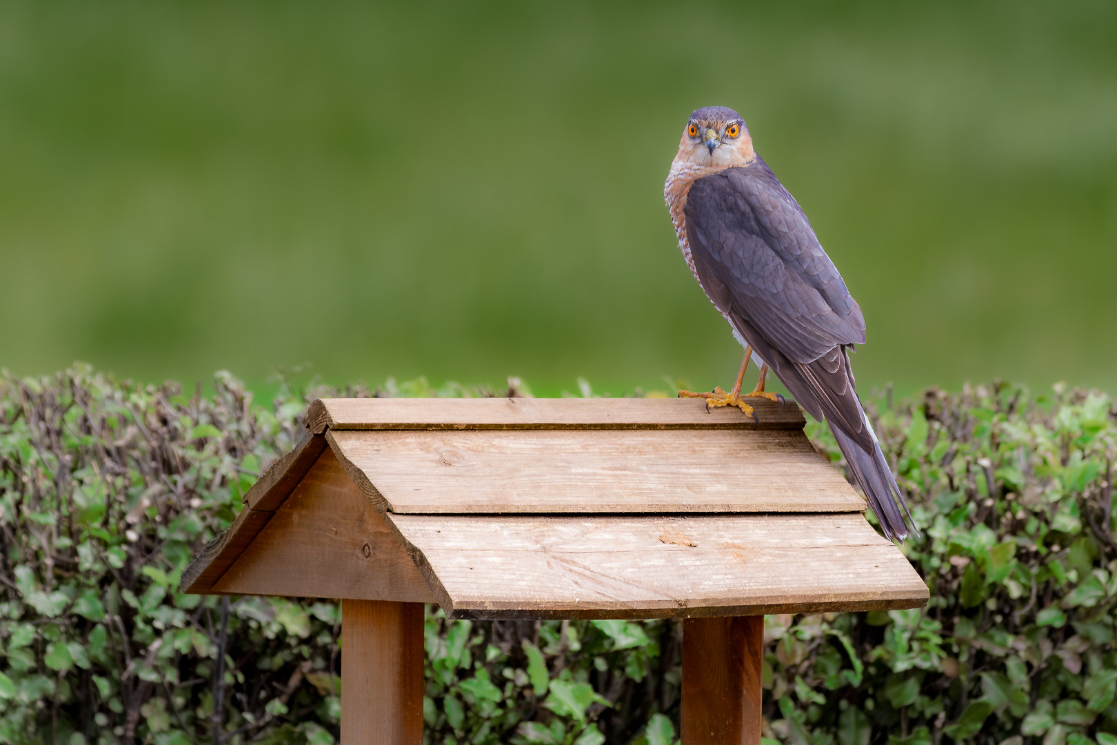 Sparrow Hawk