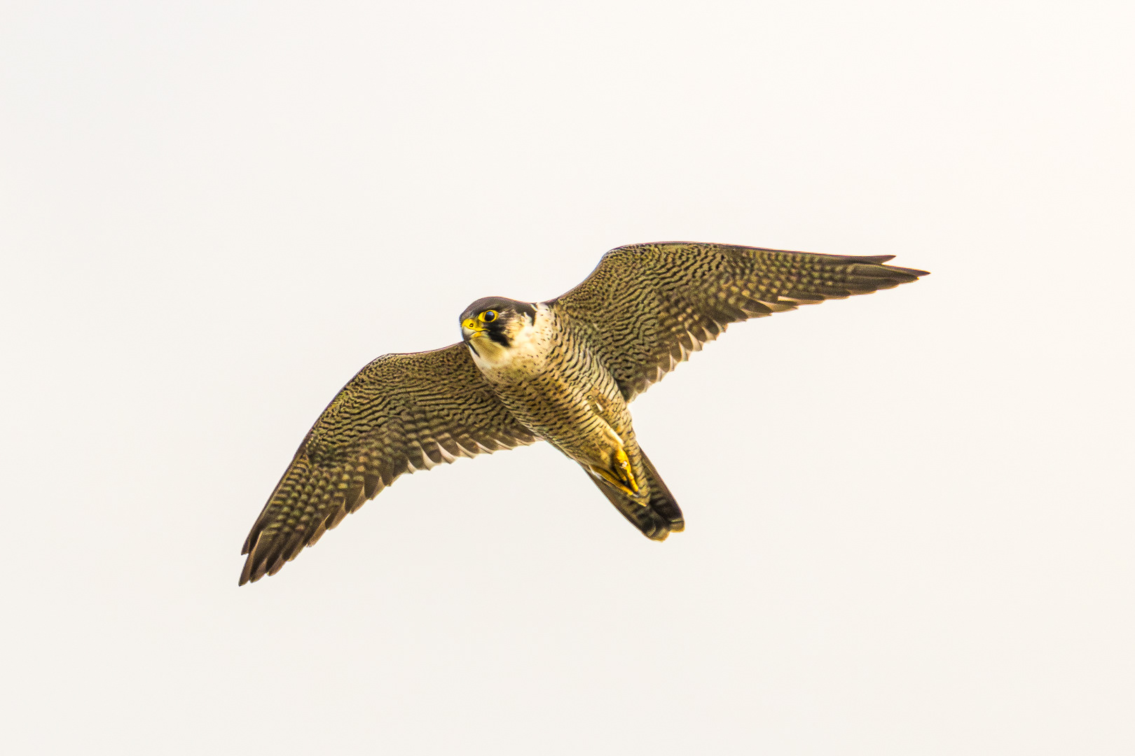 Peregrine falcon