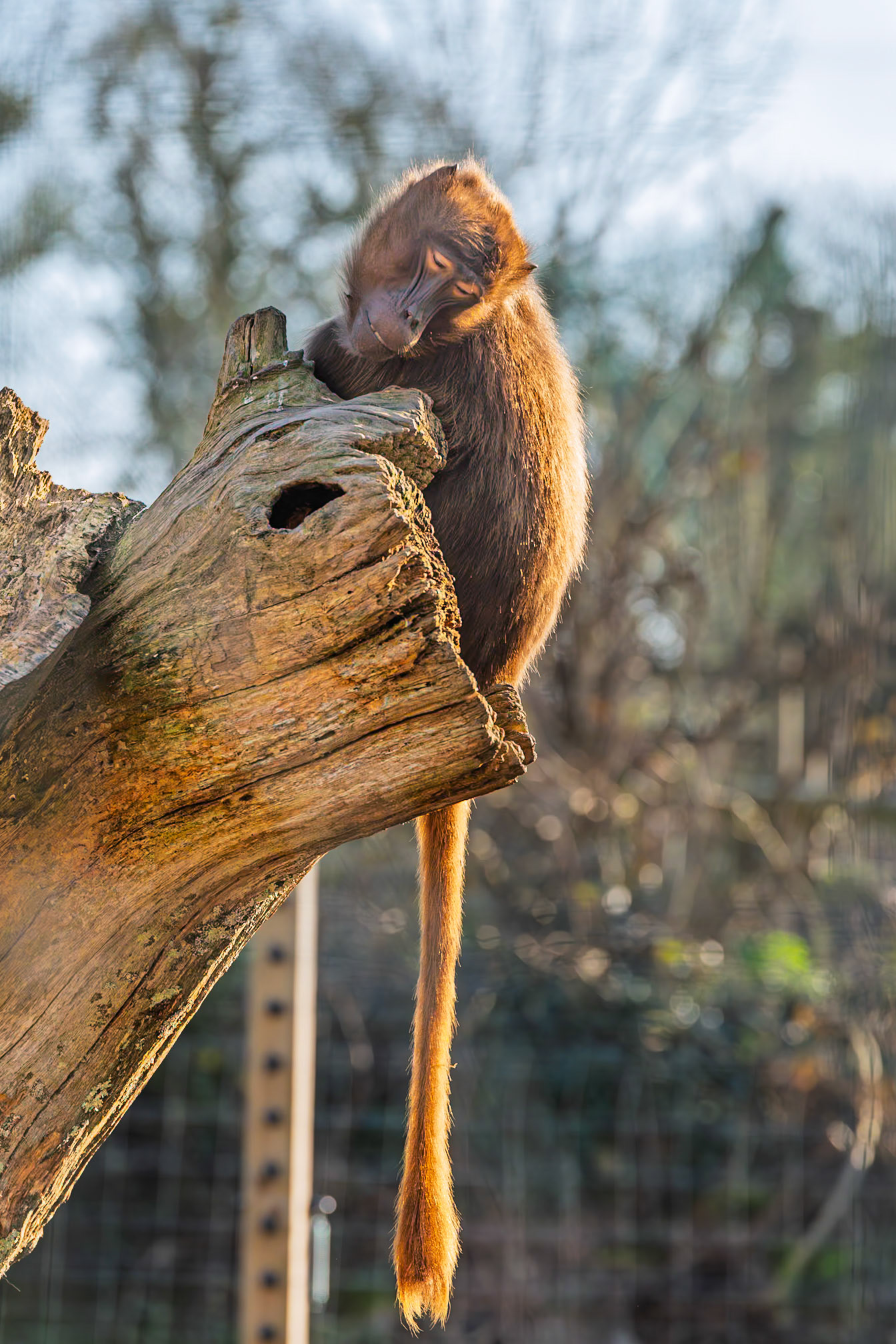 This shot was taken at Jersey zoo.  Bleeding-heart monkey or the gelada baboon.