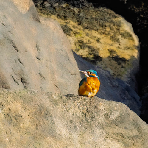 A Kingfisher waiting outside the gate to Elizabeth Marina at St Helier harbour.