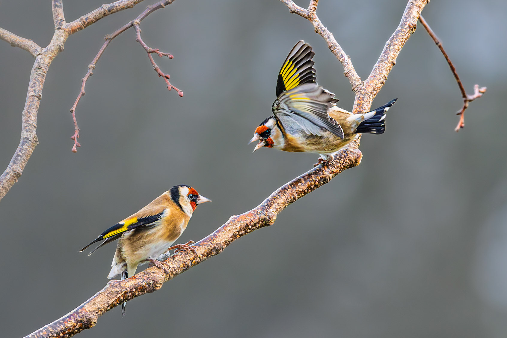 One goldfinch telling off the other.