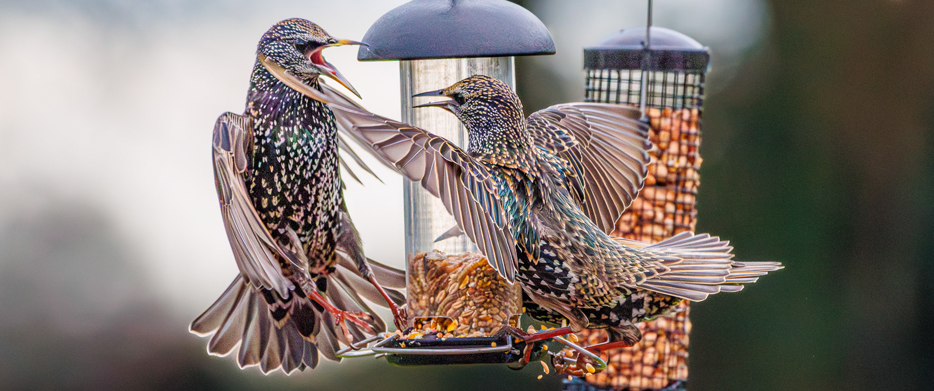 Starlings