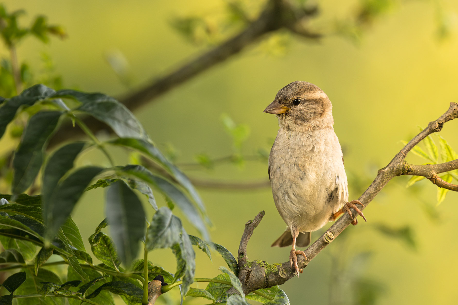 A delicate female sparrow nestled in the low hedge, as the mist lifted.