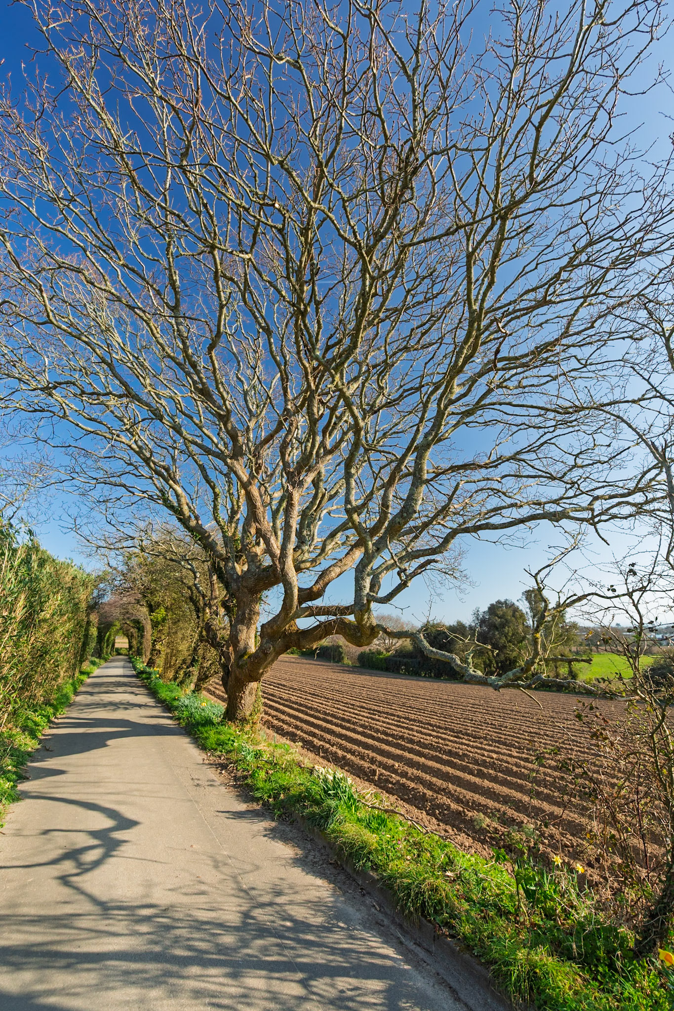 A winter scene of a leafless tree branching out alongside a newly planted field of Jersey Royal potatoes.
