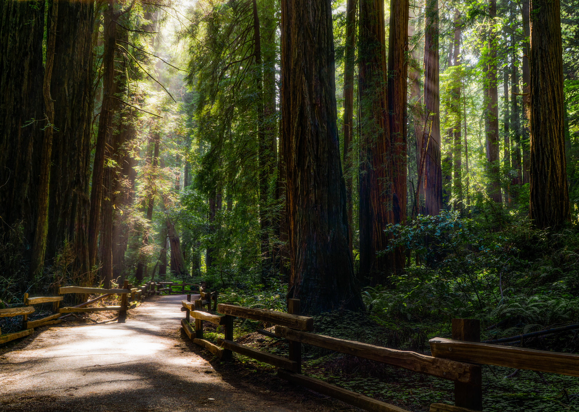 Muir Woods, California