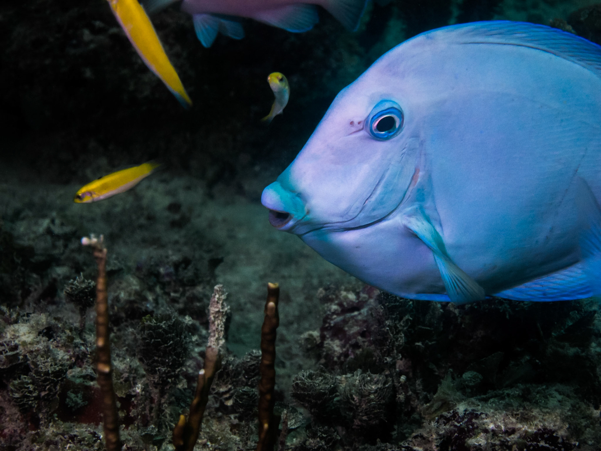 Blue Tang, Cancun, Mexico