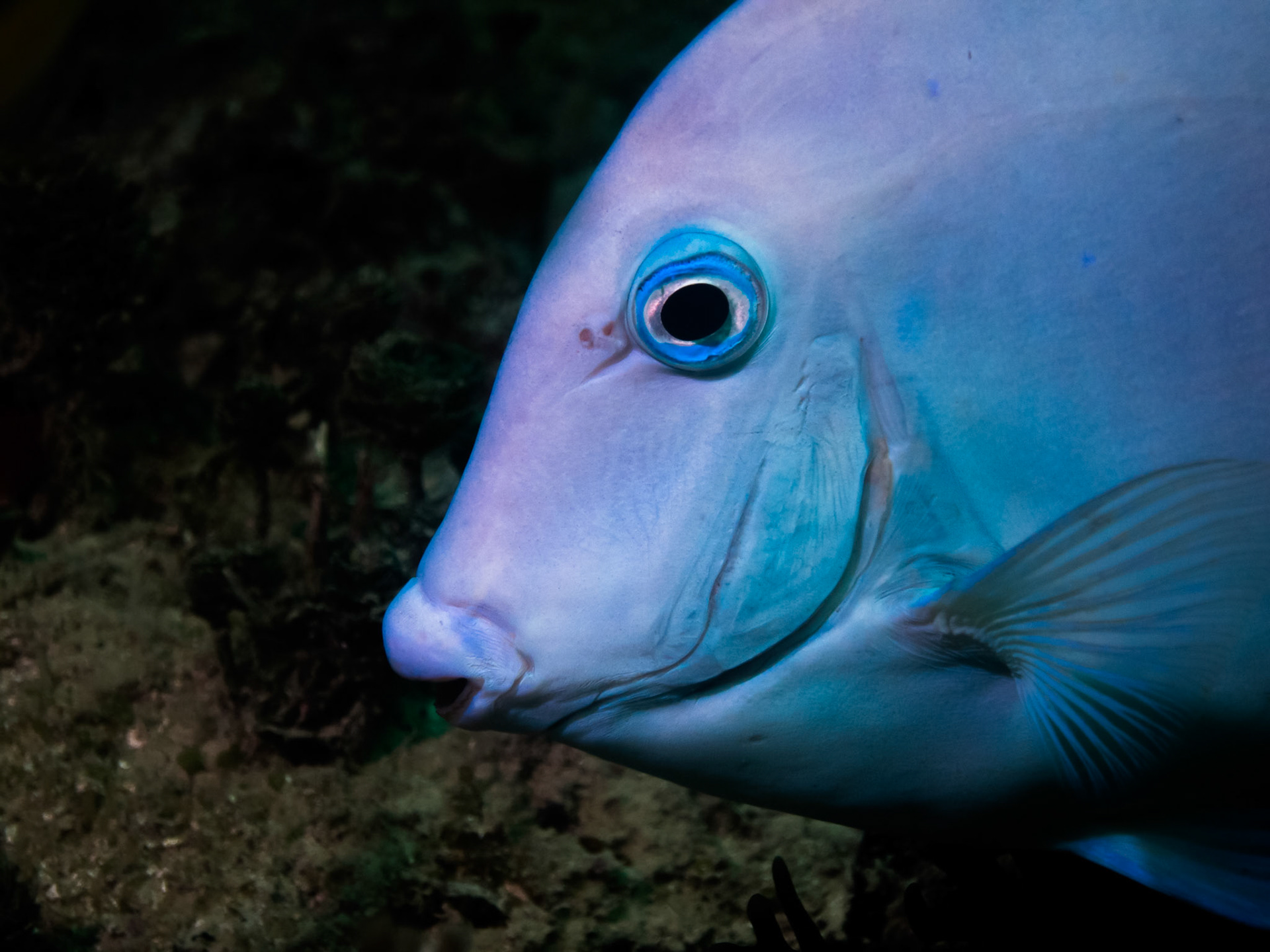 Blue Tang