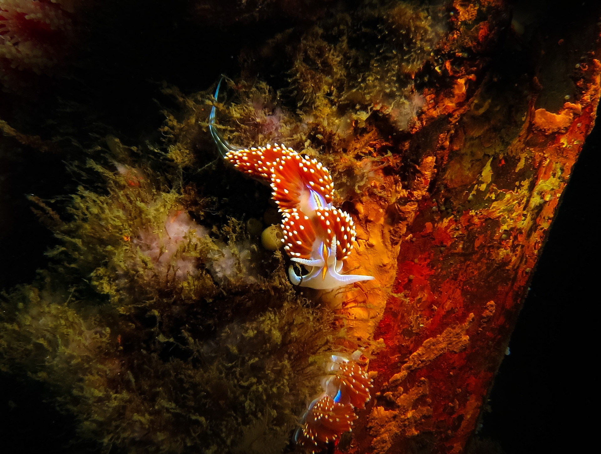 Opalescent Nudibranch, San Diego, California