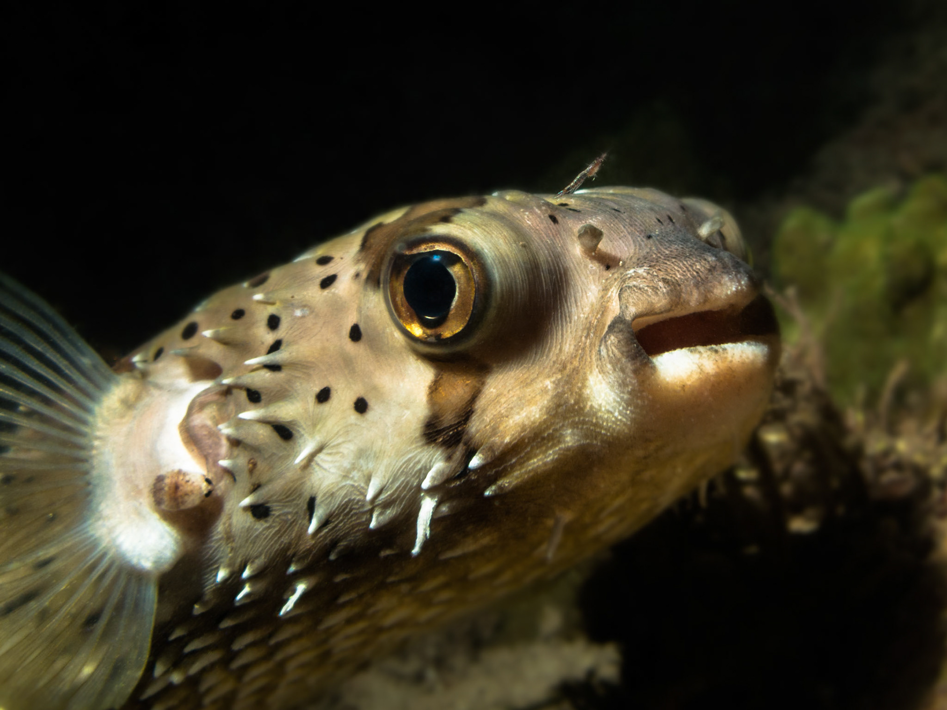 Porcupine fish, Mexico