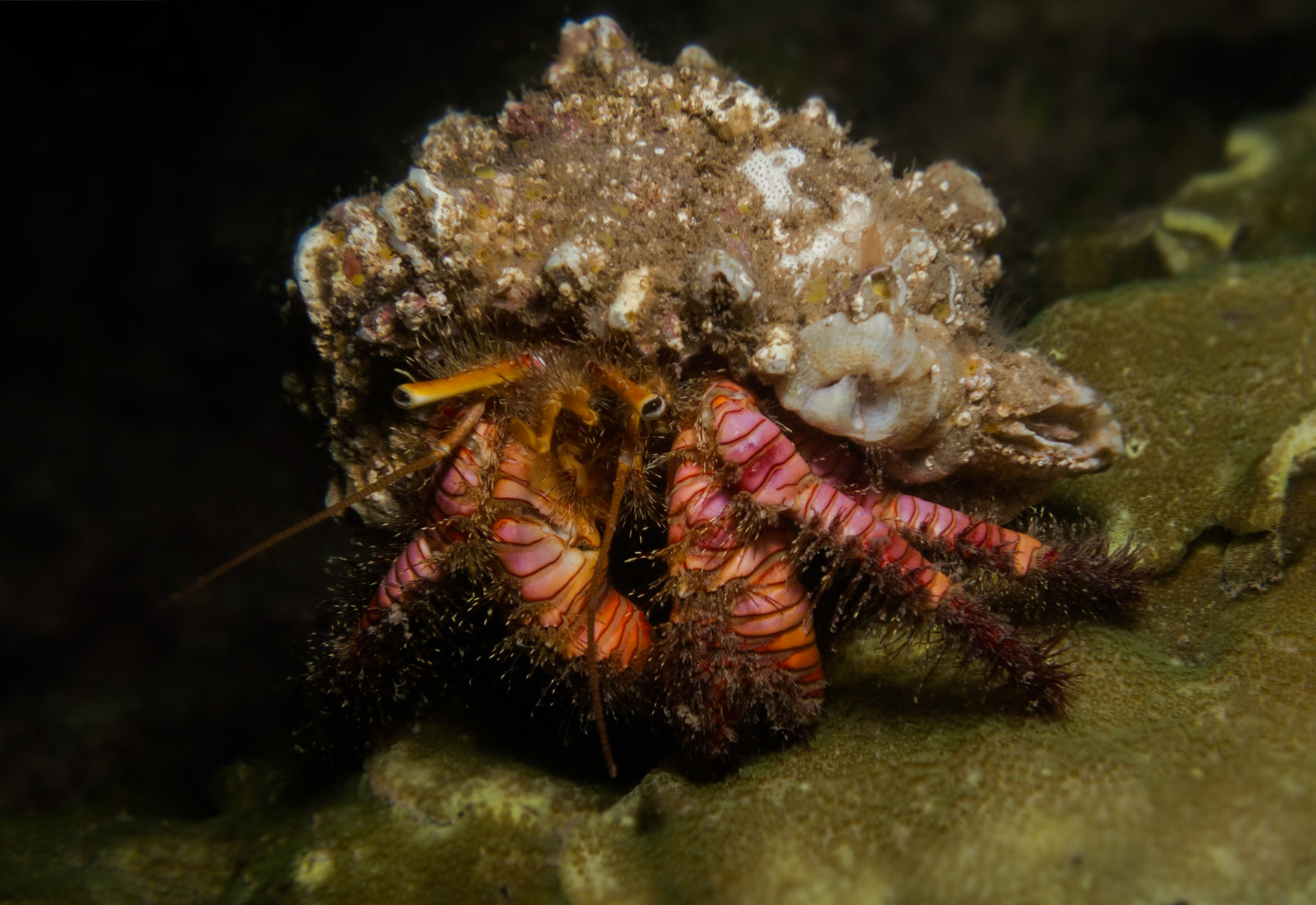 Hermit Crab, Mexico