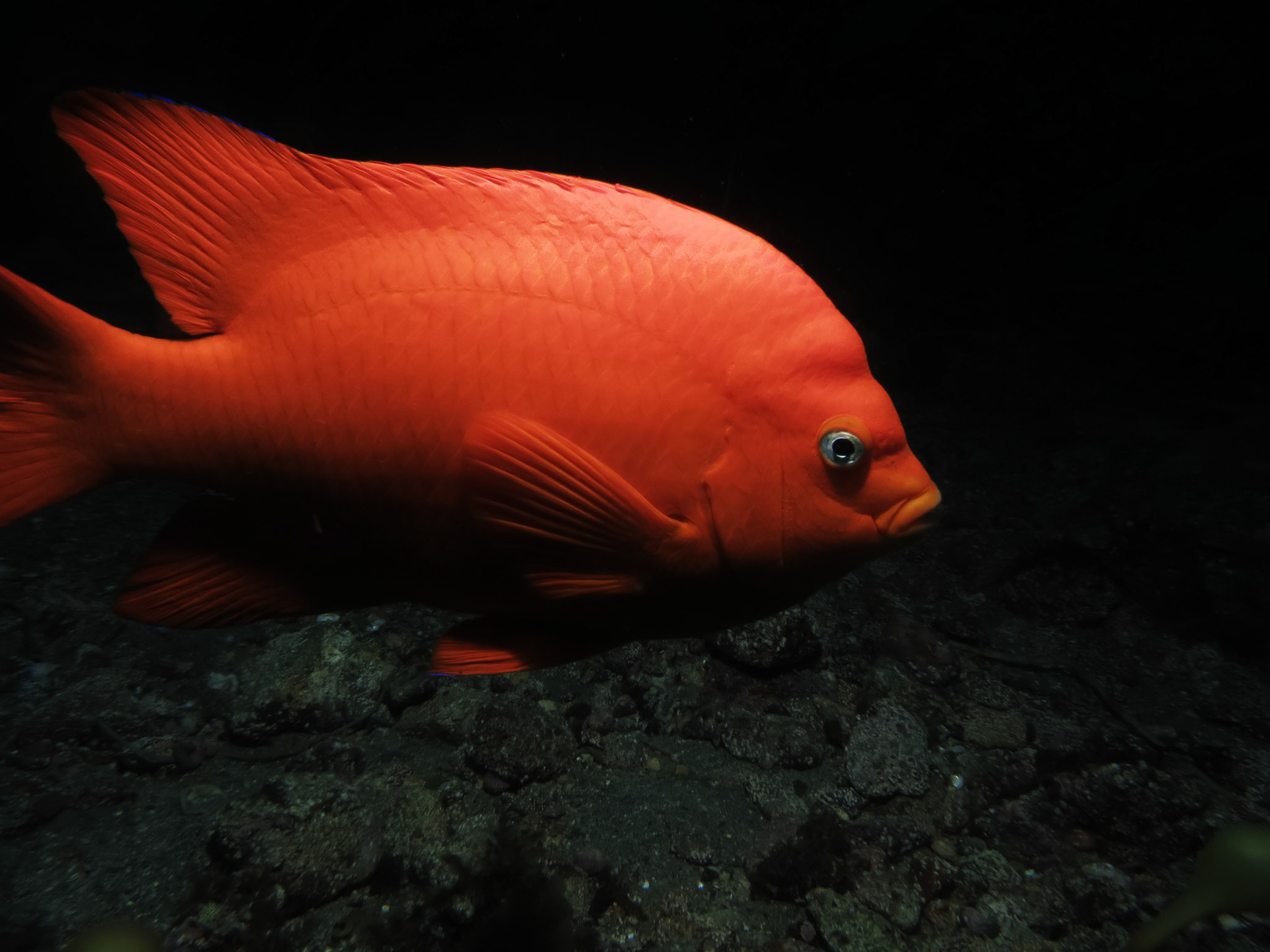Garibaldi, California