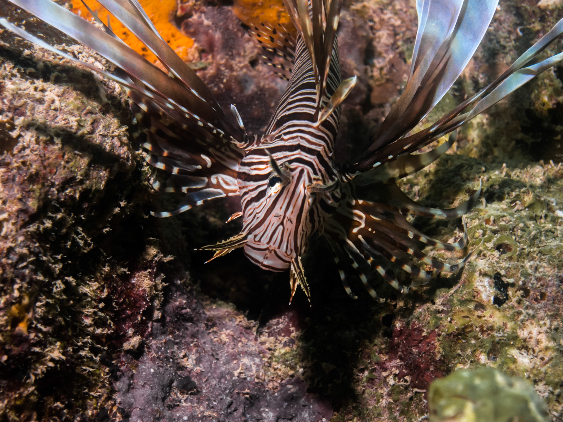 Lionfish
