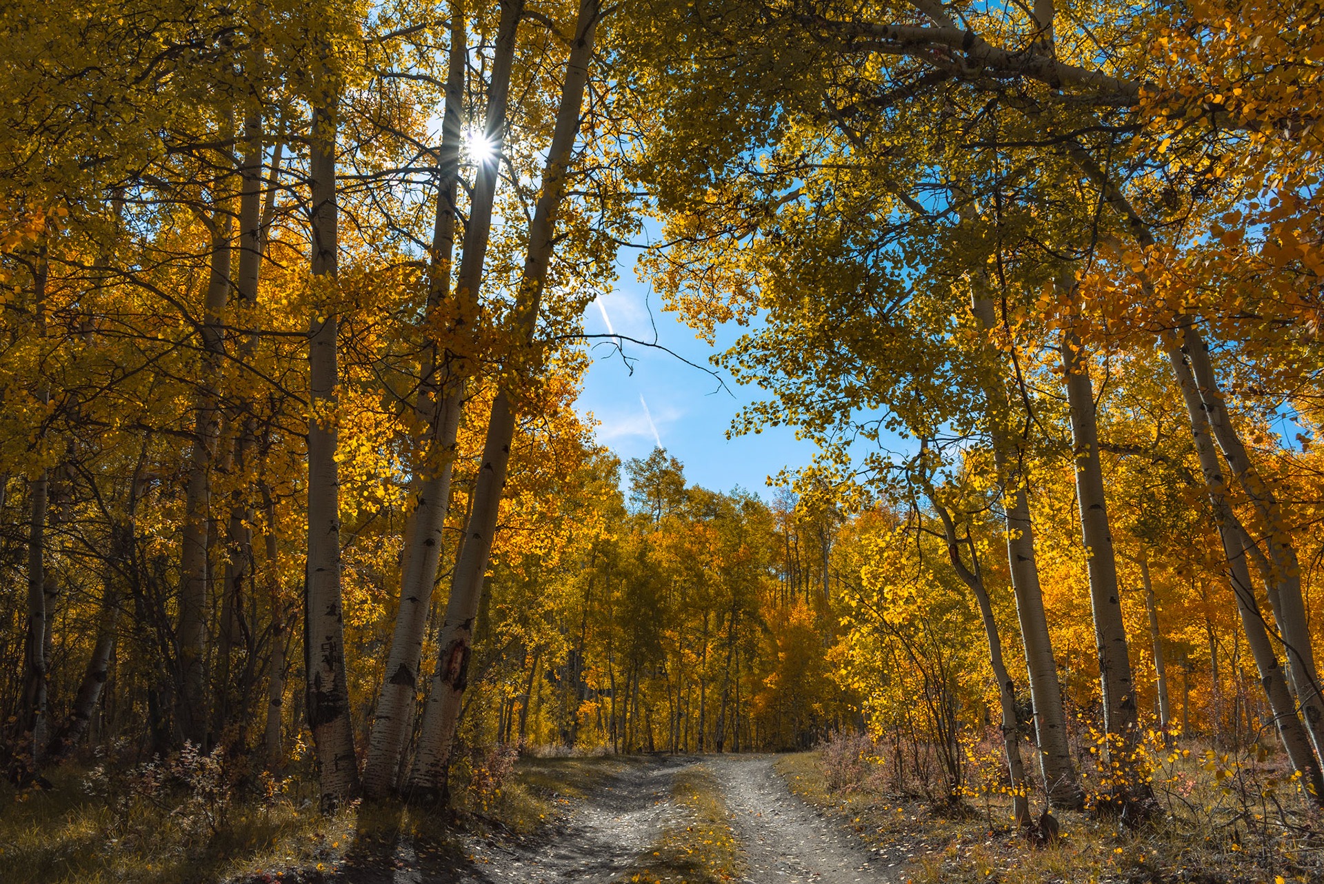 Been fond of this one even before editing.  The gold hues are insane.