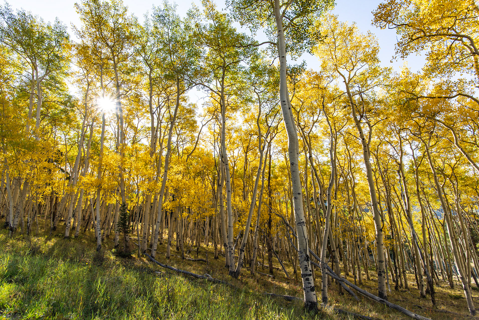 One of my favorite aspen groves.  @kpphotogalleries.com