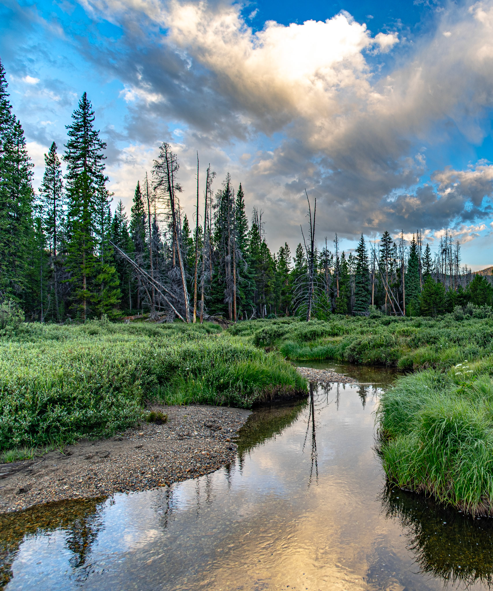Meadow  Reflections
