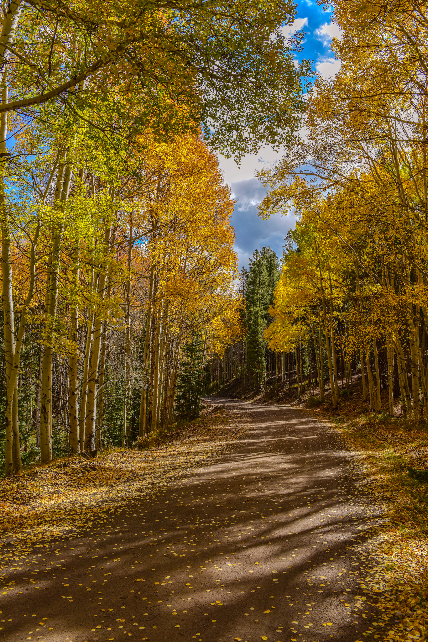 Perfect in my opinion.  Love taking post peak Fall photos as the leaves start to drop.