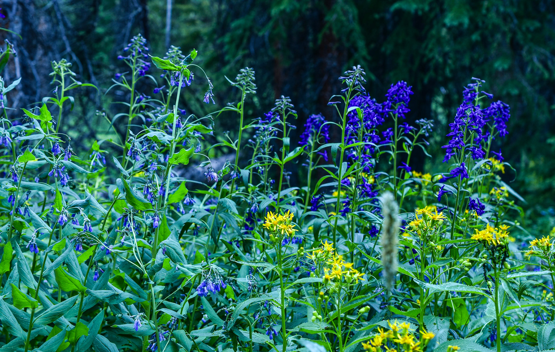 @kpphotogalleries.com