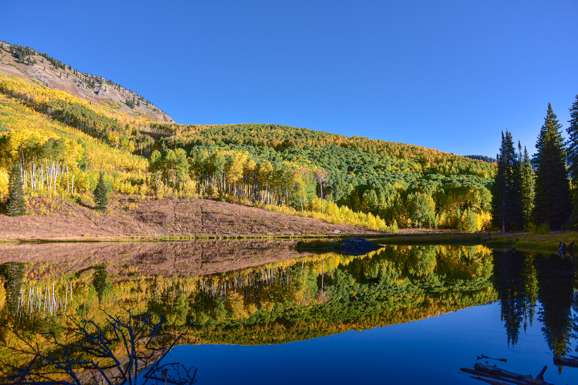 Beaver Pond Reflections