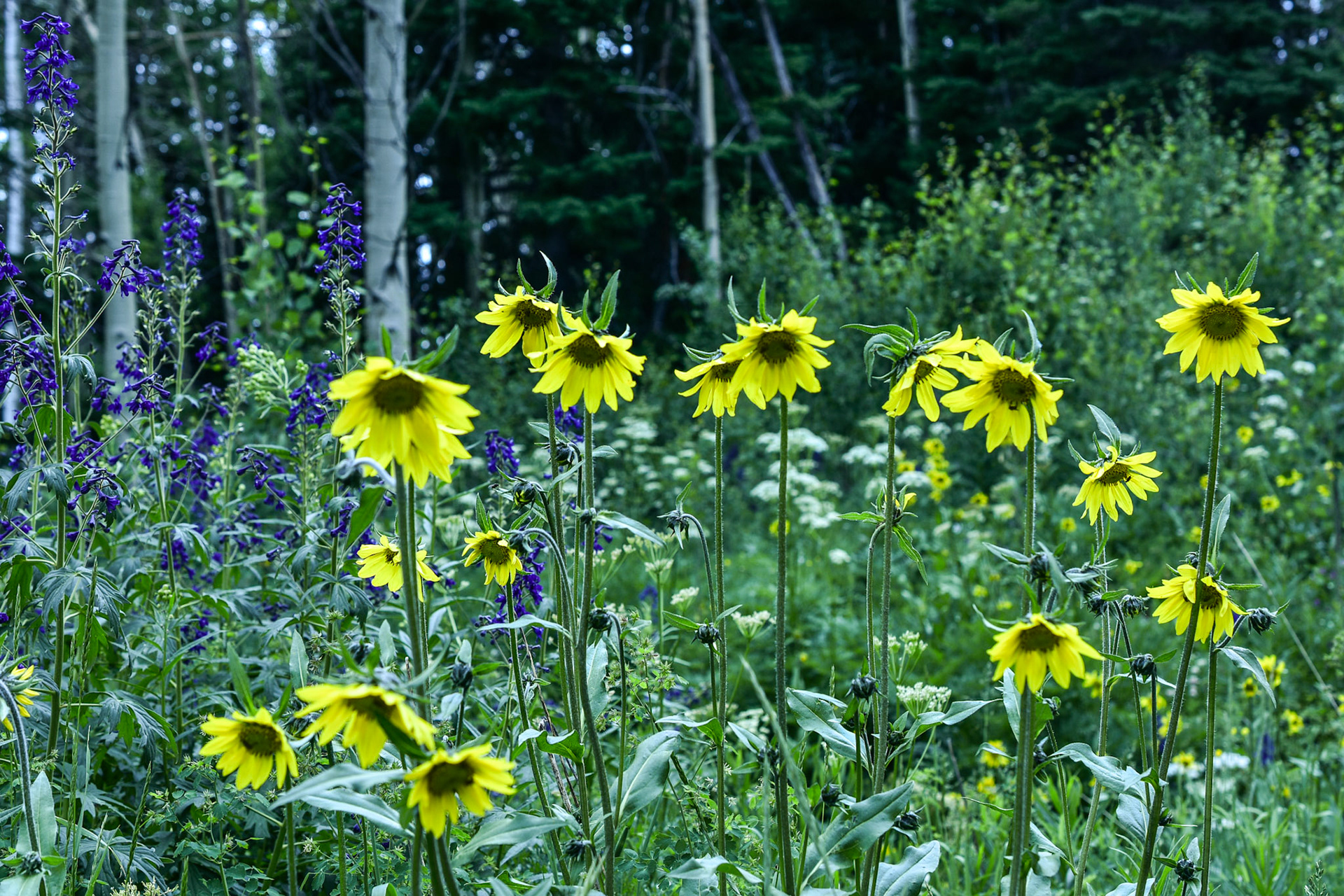 Out of focus.  Edit another image.