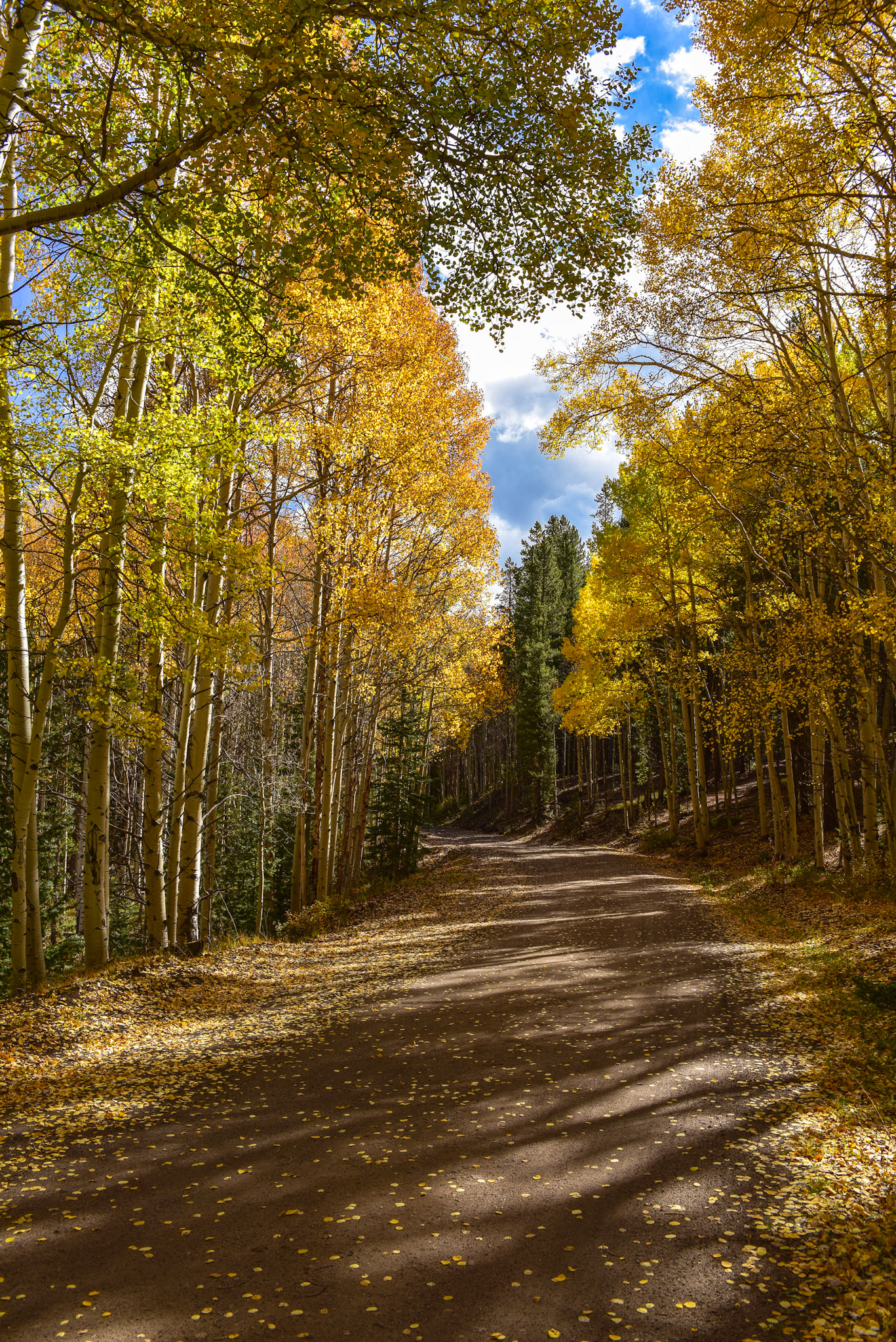 Perfect in my opinion.  Love taking post peak Fall photos as the leaves start to drop.