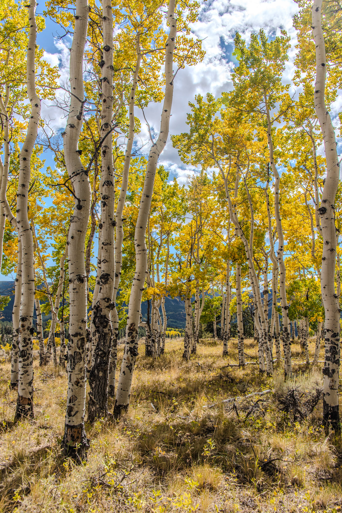 There is a blemish in this edit that is driving me freakin' crazy.  One of my favorite Aspen shots though.  @kpphotogalleries.com