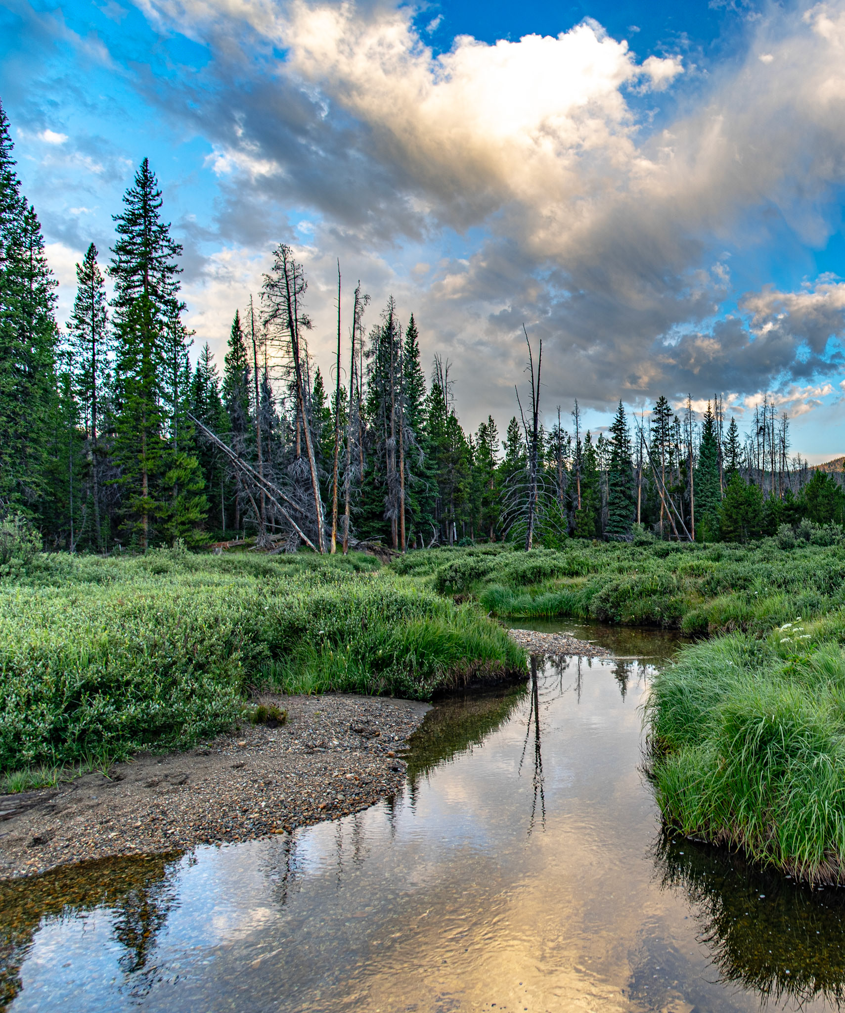Meadow Reflections