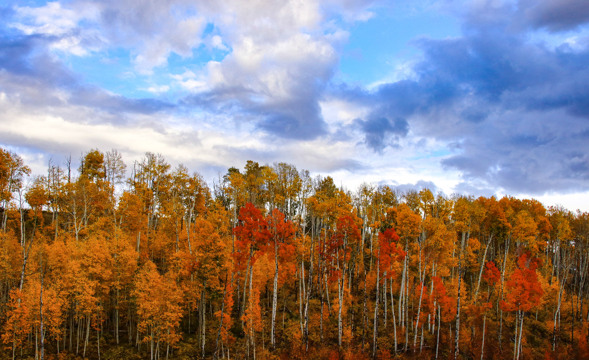 Almost as if each individual tree were hand painted.  @kpphotogalleries.com