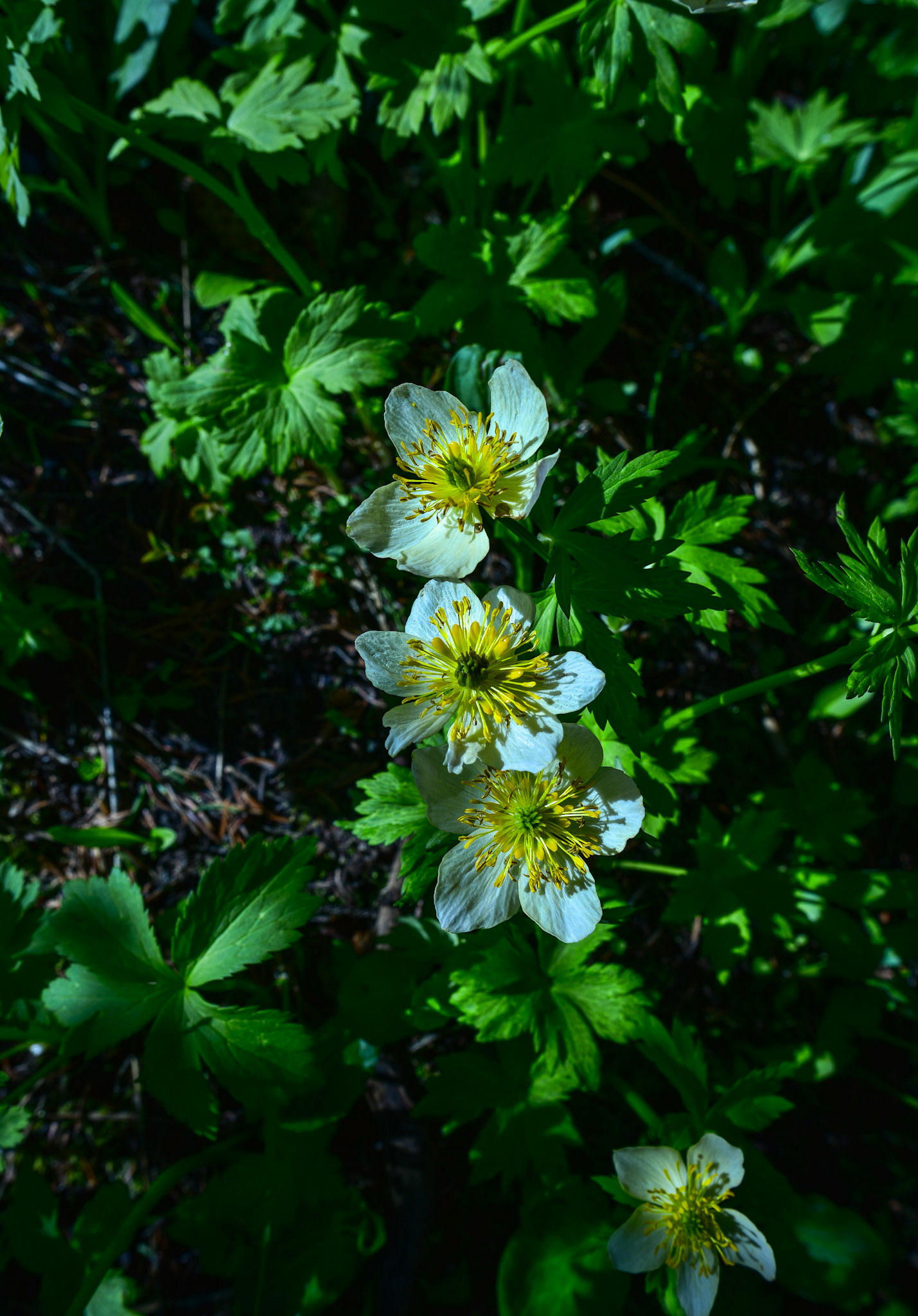 Really like this one.