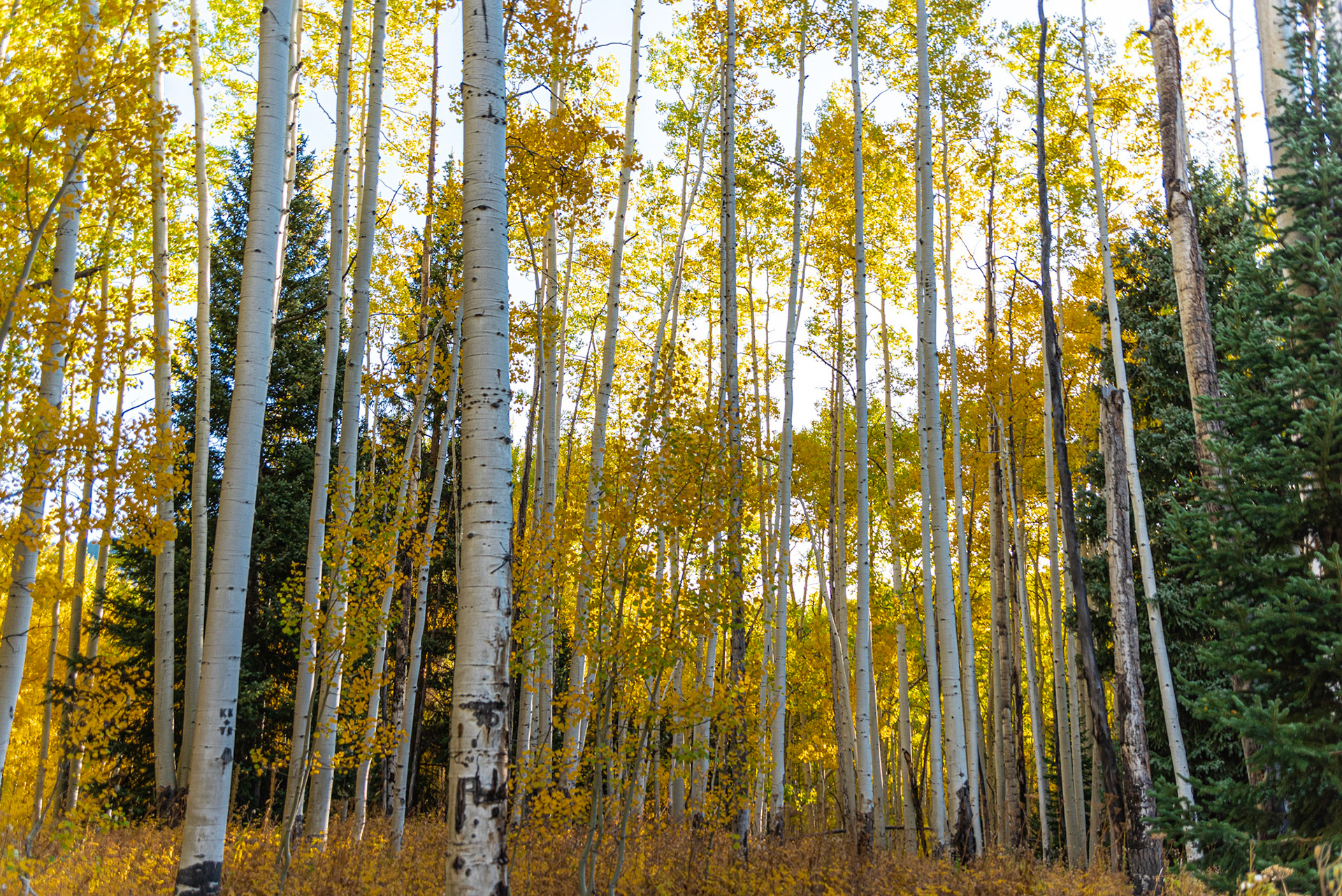 Gunnison National Forest #2
