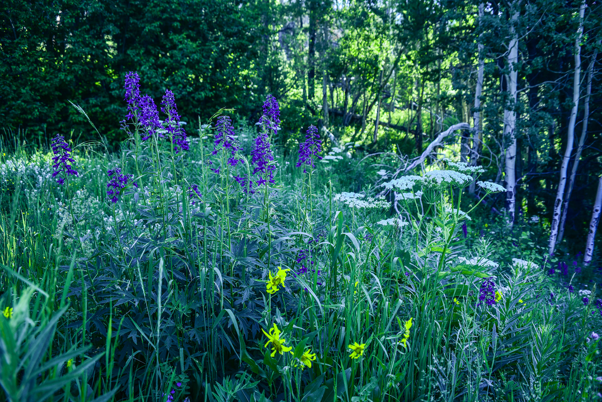 @kpphotogalleries.com