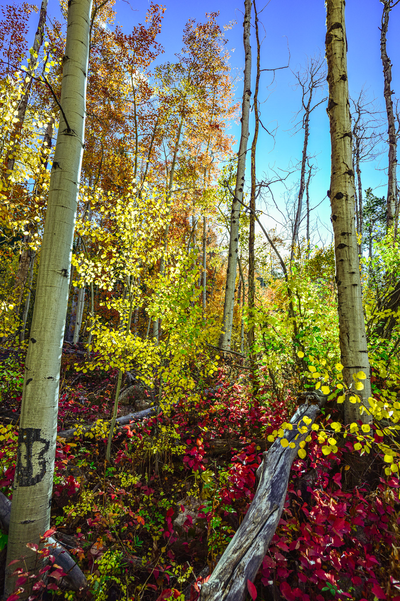 @kpphotogalleries.com