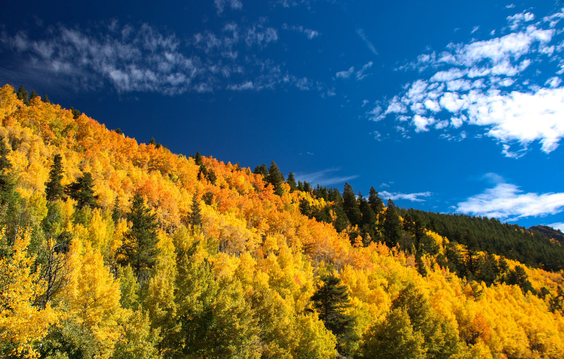 Monarch Pass Majesty