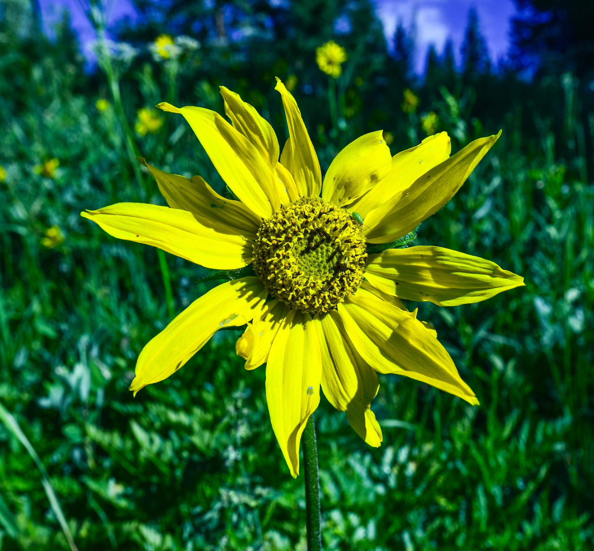 @kpphotogalleries.com