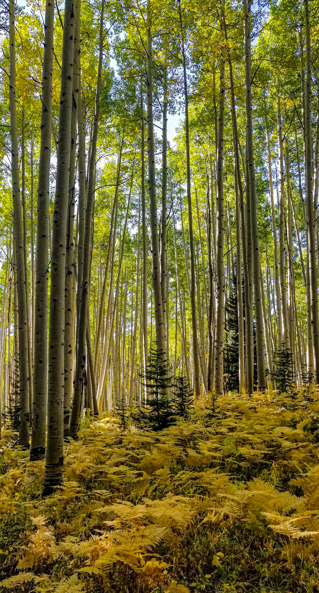 Gunnison National Forest #5