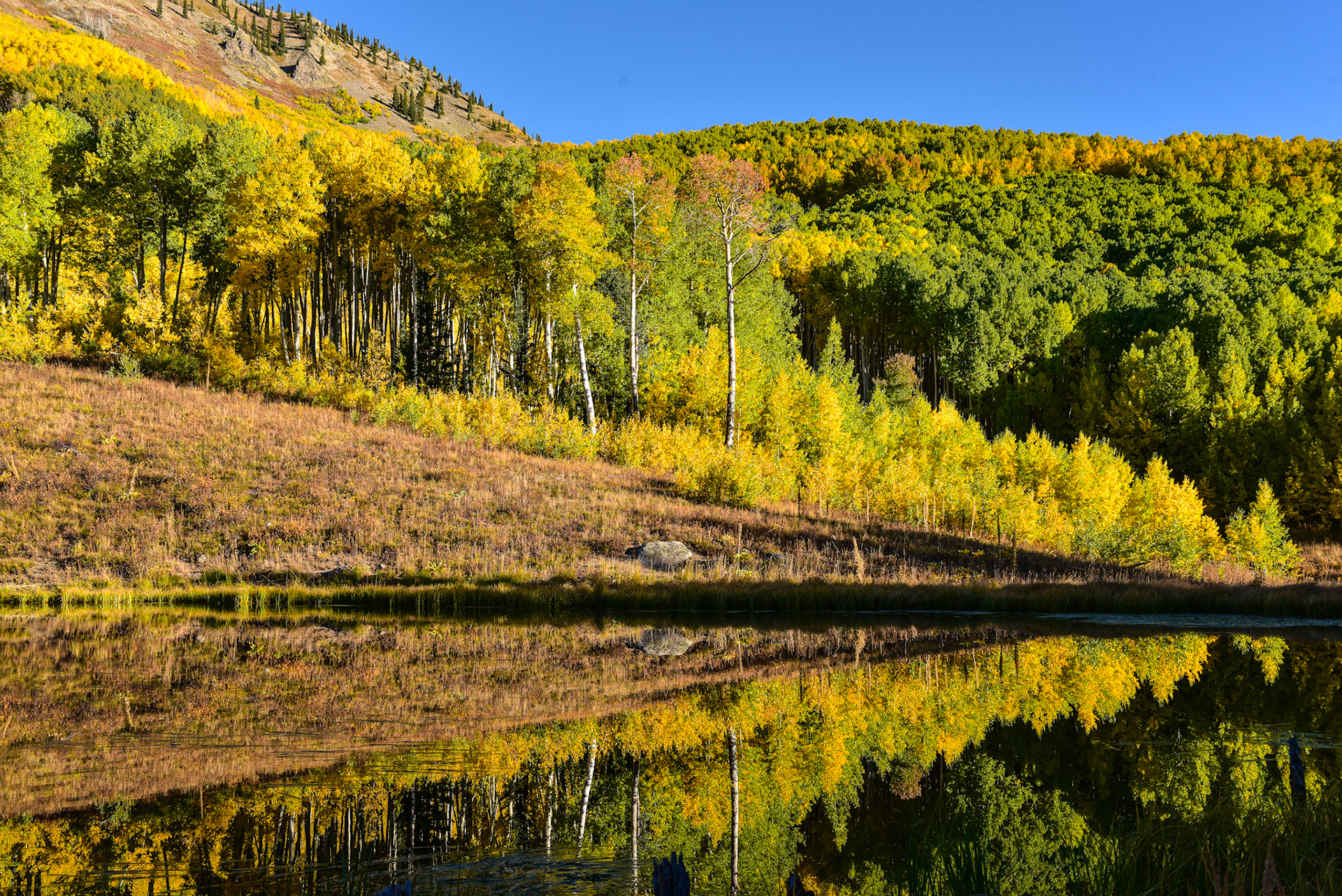 Beaver Pond Reflections