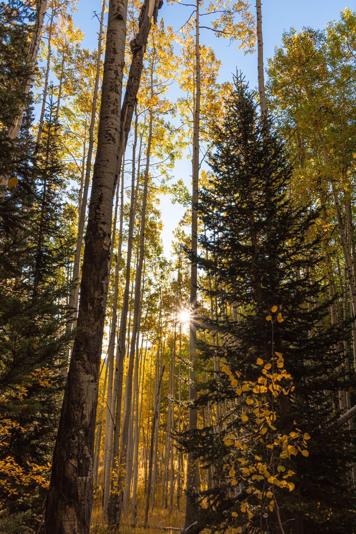 Dialed in some editing skills here.  Originally very dark.  The sun illuminating the Aspen in the foreground makes me happy.  @kpphotogalleries.com
