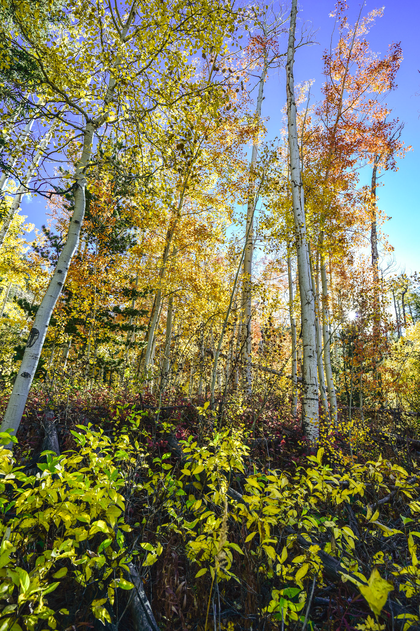 @kpphotogalleries.com