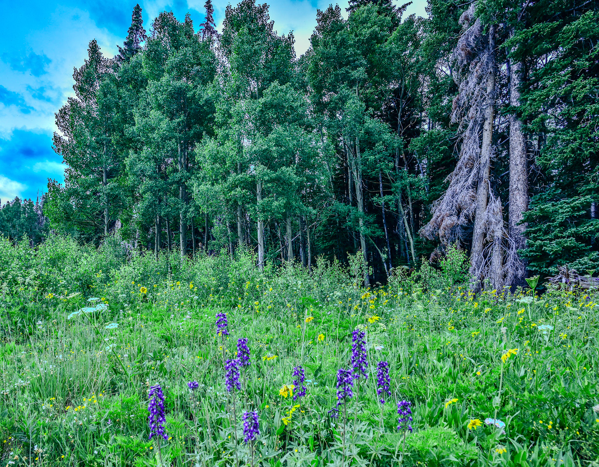 @kpphotogalleries.com