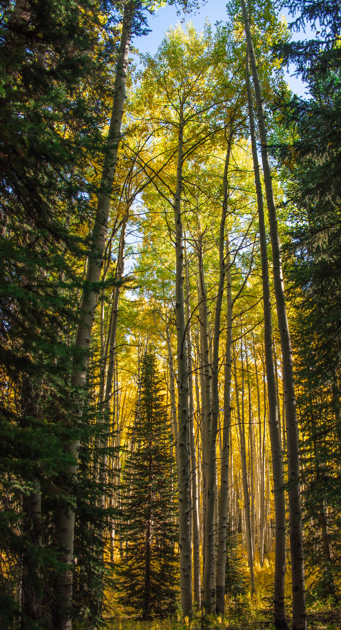 Gunnison National Forest #4