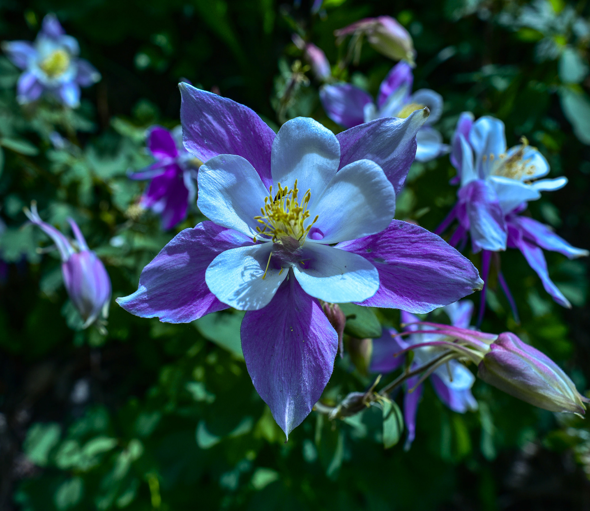 Columbines are really cool.  I edited the fly out.  Nice.