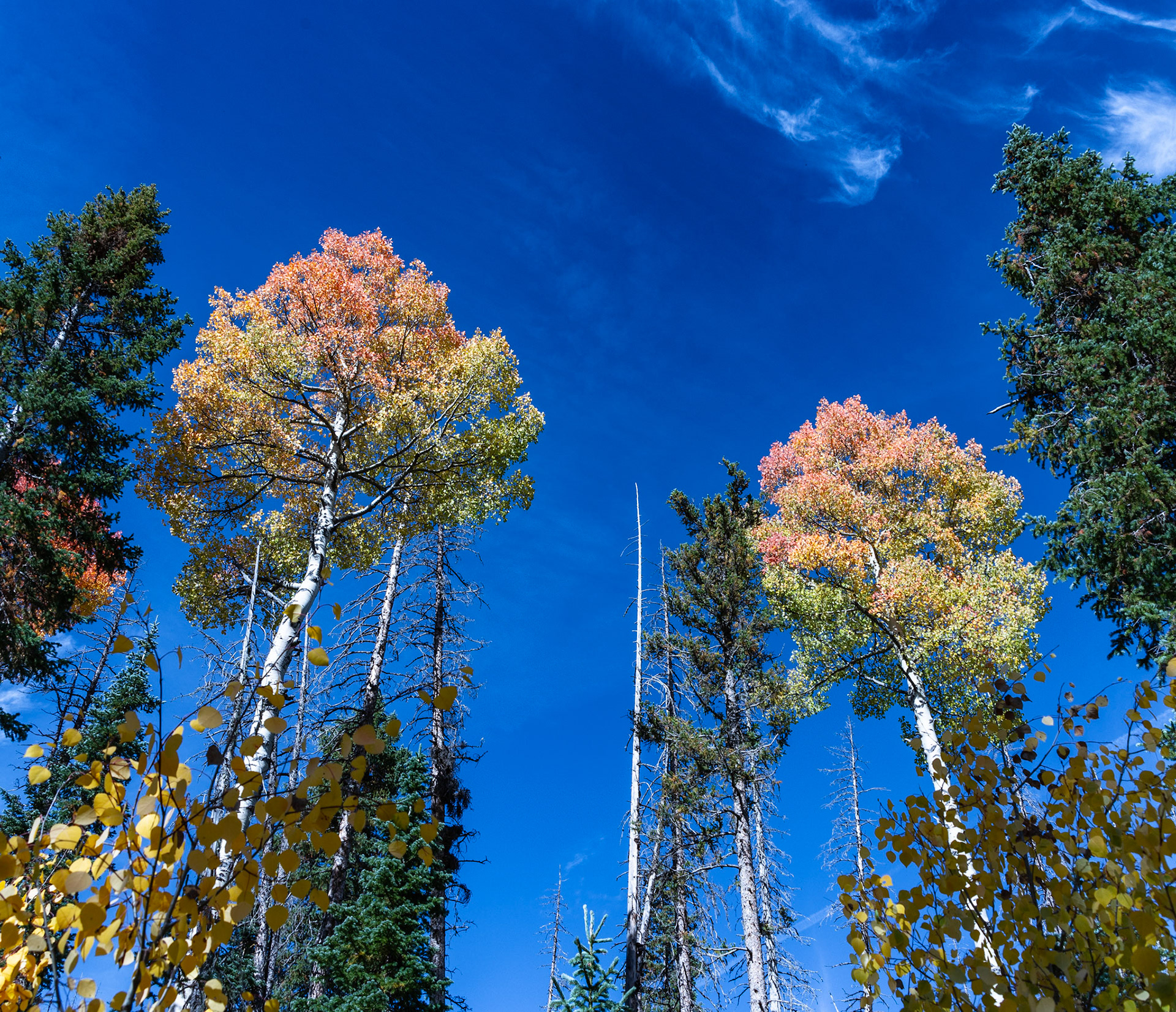 The tallest Aspen I've ever seen with a vivid sky backdrop near Wolf Creek Pass.