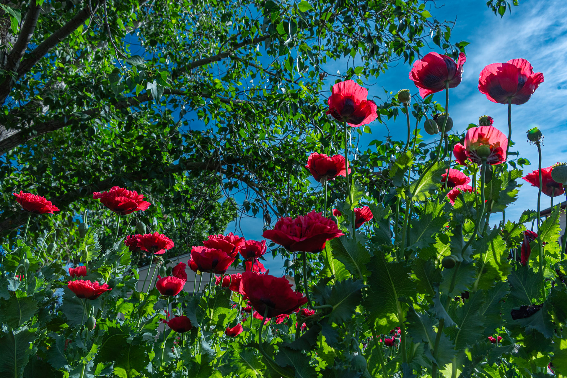 Started from one plant.