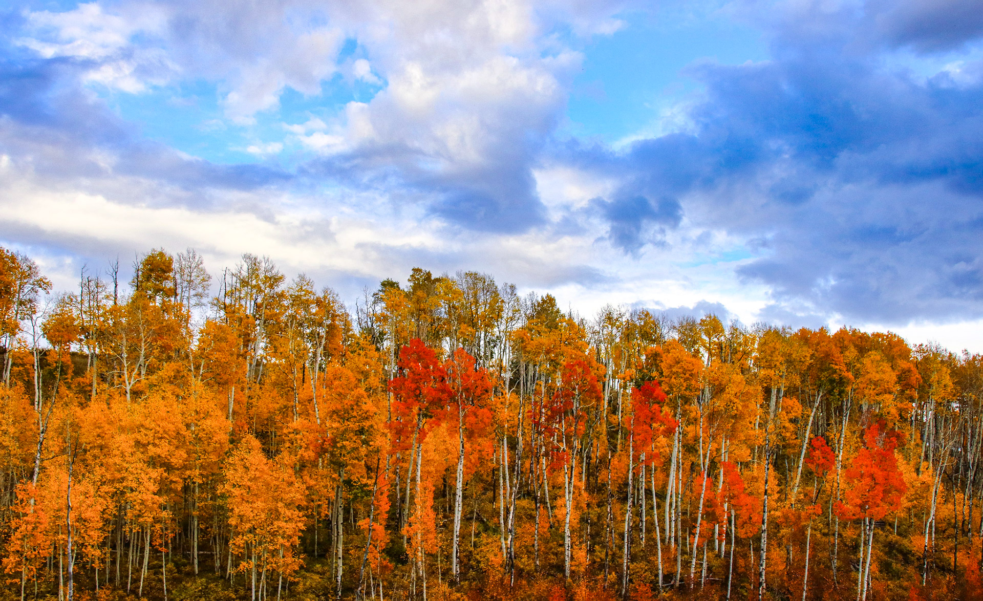 Almost as if each individual tree were hand painted.  @kpphotogalleries.com